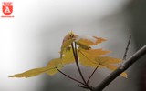 Ngắm hàng phong đỏ trổ lá ở Hà Nội